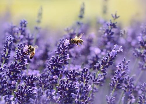 Blog. Lavender, Tea Tree Oil and Man Boobs in the News Again